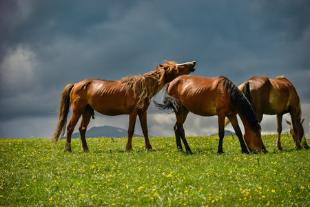 Qiongkushtai in Xinjiang, a small Kazakh village which has a vast grassland and leisurely horses and sheep.の写真素材