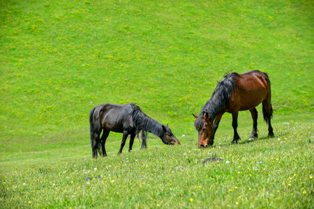 Qiongkushtai in Xinjiang, a small Kazakh village which has a vast grassland and leisurely horses and sheep.の写真素材