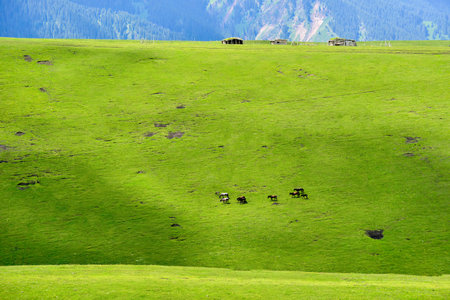 Qiongkushtai in Xinjiang, a small Kazakh village which has a vast grassland and leisurely horses and sheep.の写真素材