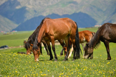 Qiongkushtai in Xinjiang, a small Kazakh village which has a vast grassland and leisurely horses and sheep.の写真素材