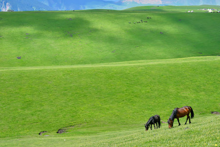 Qiongkushtai in Xinjiang, a small Kazakh village which has a vast grassland and leisurely horses and sheep.の写真素材