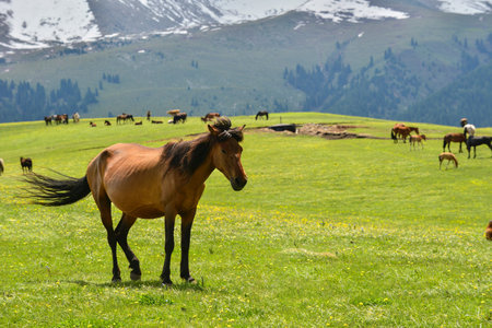 Qiongkushtai in Xinjiang, a small Kazakh village which has a vast grassland and leisurely horses and sheep.の写真素材