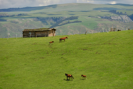 Qiongkushtai in Xinjiang, a small Kazakh village which has a vast grassland and leisurely horses and sheep.の写真素材