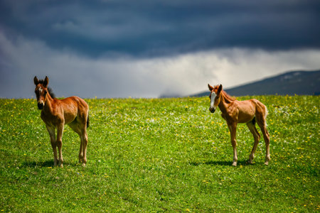Qiongkushtai in Xinjiang, a small Kazakh village which has a vast grassland and leisurely horses and sheep.の写真素材