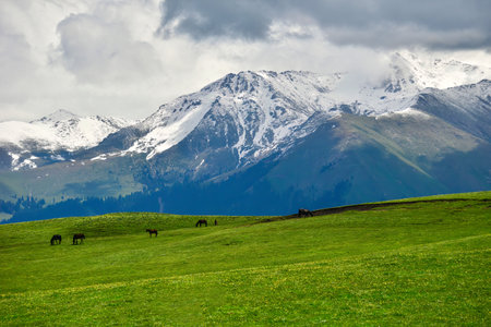 Qiongkushtai in Xinjiang, a small Kazakh village which has a vast grassland and leisurely horses and sheep.の写真素材