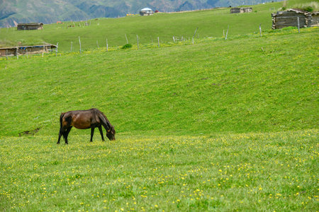 Qiongkushtai in Xinjiang, a small Kazakh village which has a vast grassland and leisurely horses and sheep.の写真素材