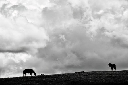 Qiongkushtai in Xinjiang, a small Kazakh village which has a vast grassland and leisurely horses and sheep.の写真素材