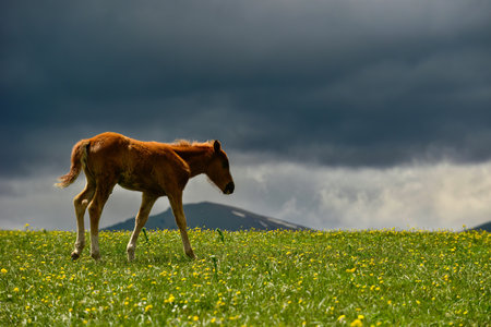 Qiongkushtai in Xinjiang, a small Kazakh village which has a vast grassland and leisurely horses and sheep.の写真素材
