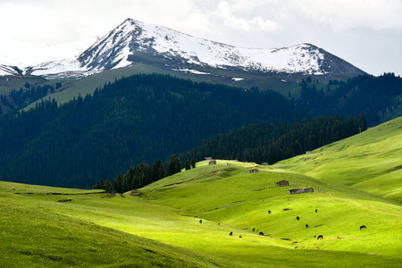 Qiongkushtai in Xinjiang, a small Kazakh village which has a vast grassland and leisurely horses and sheep.の写真素材