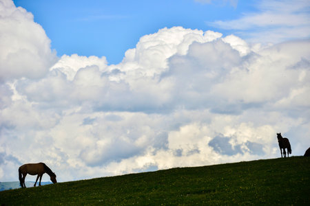 Qiongkushtai in Xinjiang, a small Kazakh village which has a vast grassland and leisurely horses and sheep.の写真素材