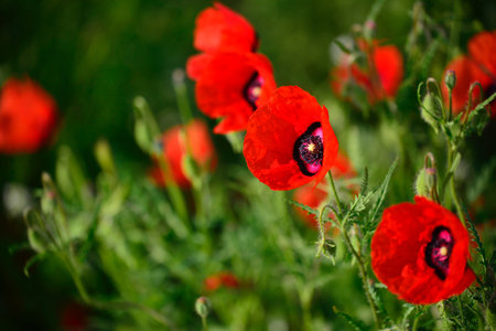 The beautiful field of wild poppies in Xinjiang, bright red color, 4 thin petals are as thin as damaskの写真素材