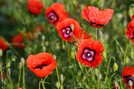 The beautiful field of wild poppies in Xinjiang, bright red color, 4 thin petals are as thin as damaskの写真素材