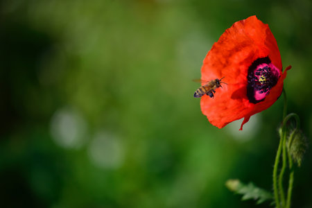 The beautiful field of wild poppies in Xinjiang, bright red color, 4 thin petals are as thin as damaskの写真素材