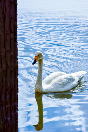 The Bayanbulak lake is an important breeding ground for swans and other waterfowl, as well as a popular tourist destination.の写真素材