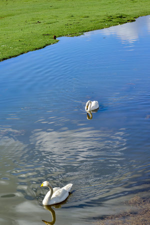 The Bayanbulak lake is an important breeding ground for swans and other waterfowl, as well as a popular tourist destination.の写真素材
