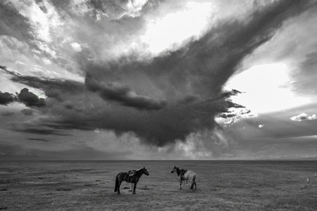Horses of horses resting under the wide blue sky in Bayinbulak Swan Lake Reserve, Xinjiangの写真素材