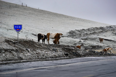 Herdsmen and livestock beside the Duku Highway in Xinjiangの写真素材