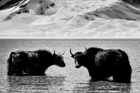 Alpine yaks wading and drinking in Baisha Lake, Pamir Plateau, Xinjiang