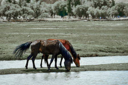 Alar National Wetland Park is surrounded by high mountains, with grasslands and small rivers running through itの写真素材