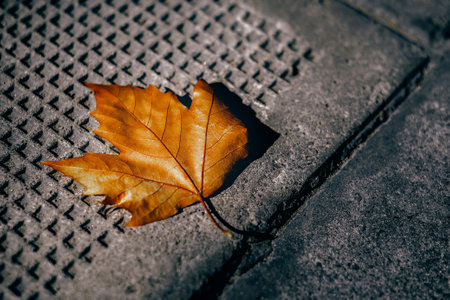 Golden fallen leaves in the warm sunshine of autumnの写真素材
