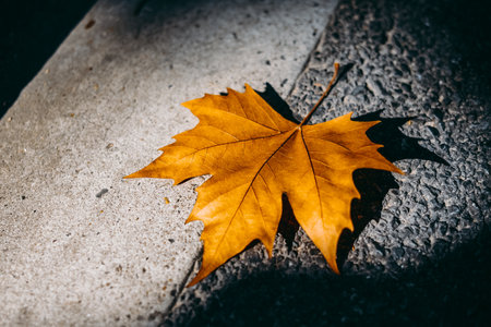 Golden fallen leaves in the warm sunshine of autumnの写真素材