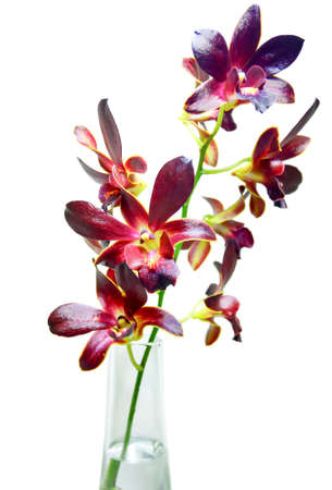 Beautiful Violet orchids in vase on white backgroundの写真素材