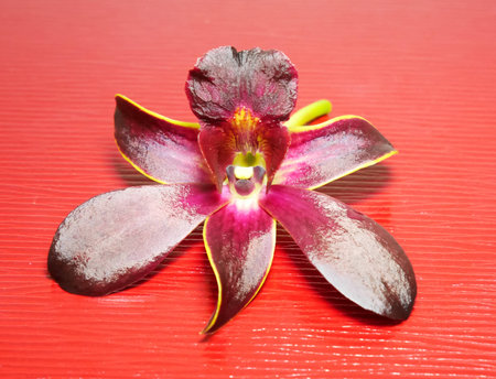 Beautiful Violet orchidの写真素材