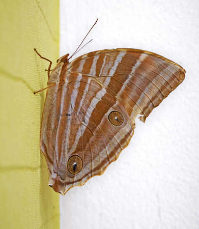 Beautiful grey butterfly on green wallの写真素材