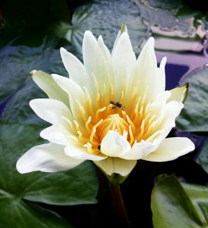 Bee with white lotus in the pondの素材