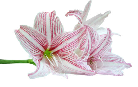 Beautiful Hippeastrum johnsonii (AMARYLLIDACEAE) Flower isolated on white backgroundの写真素材