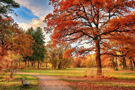 Park with trees and a bench in autumn