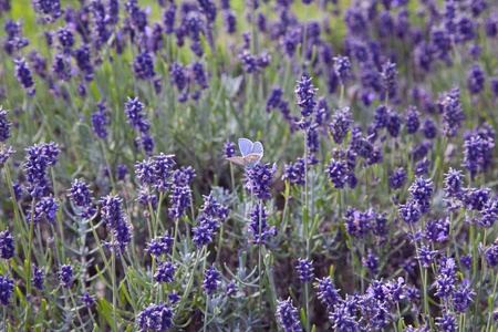 Blue Butterfly Amidst the Lavenderの写真素材
