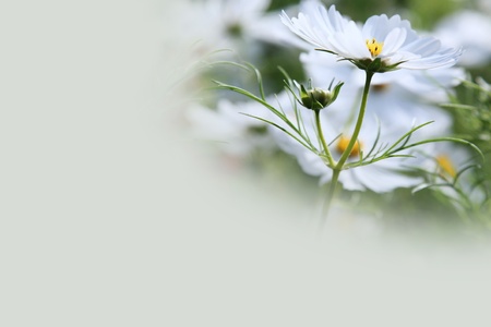 White Cosmos Flower Background with Copy Spaceの写真素材