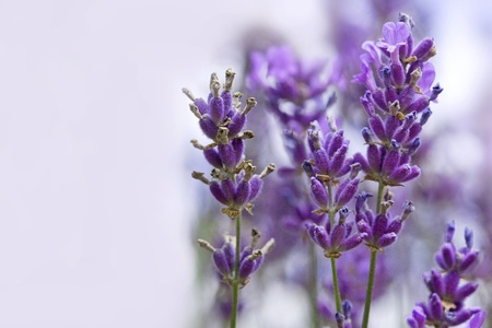 Bunch of Lavender with Copy Spaceの写真素材