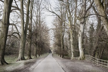 Frosty Treesの写真素材
