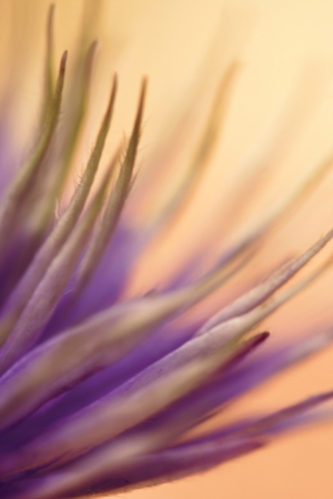 Pastel Gold Flower Backgroundの写真素材