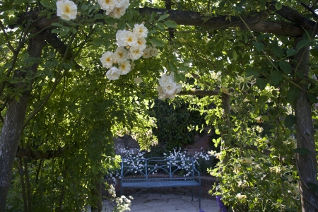 Cream Rose Archの写真素材