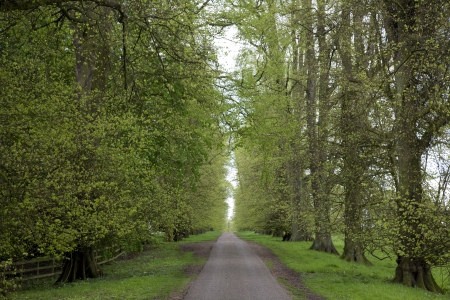 Path Lined with Lime Trees in Spring