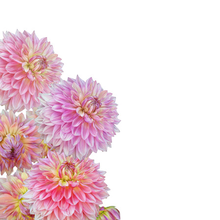 Dahlia Isolated on Whiteの写真素材