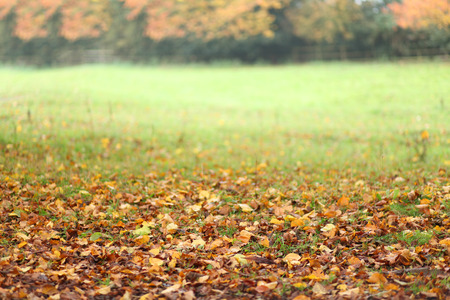 Autumn Landscape