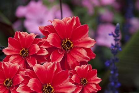 Red Dahliaの写真素材