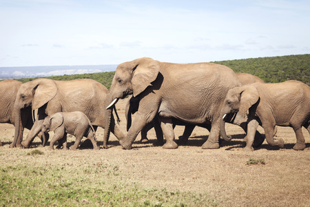 Herd of Elephantsの写真素材