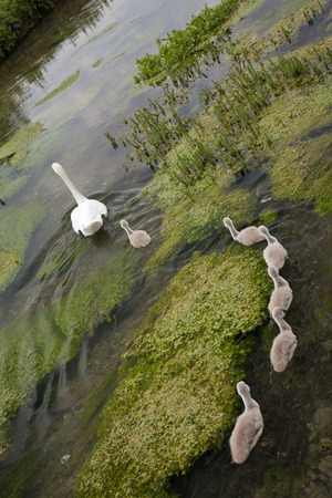 Following Motherの写真素材