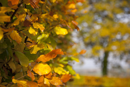 Autumn Backgroundの写真素材