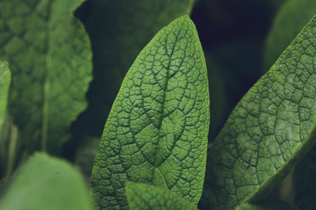 Green leaf detail macro