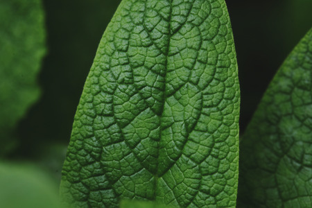Green Leaf Close-up