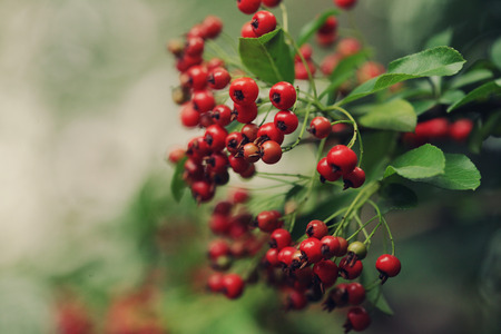 red berriesの写真素材