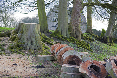 Tree Felled and Cut into Ringsの写真素材