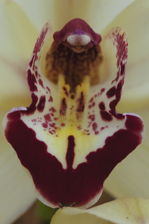 White orchid with red spotted stamenの写真素材