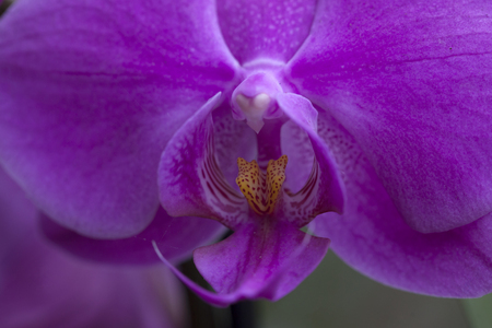 Purple Orchidの写真素材